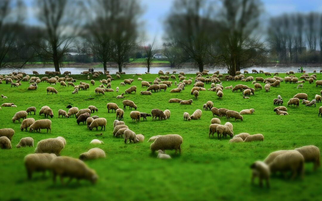 Some life lessons from the Christmas shepherds